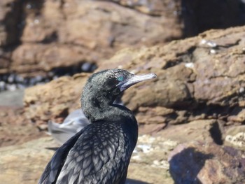 ミナミクロヒメウ Long Reef(Australia, NSW) 2021年4月5日(月)