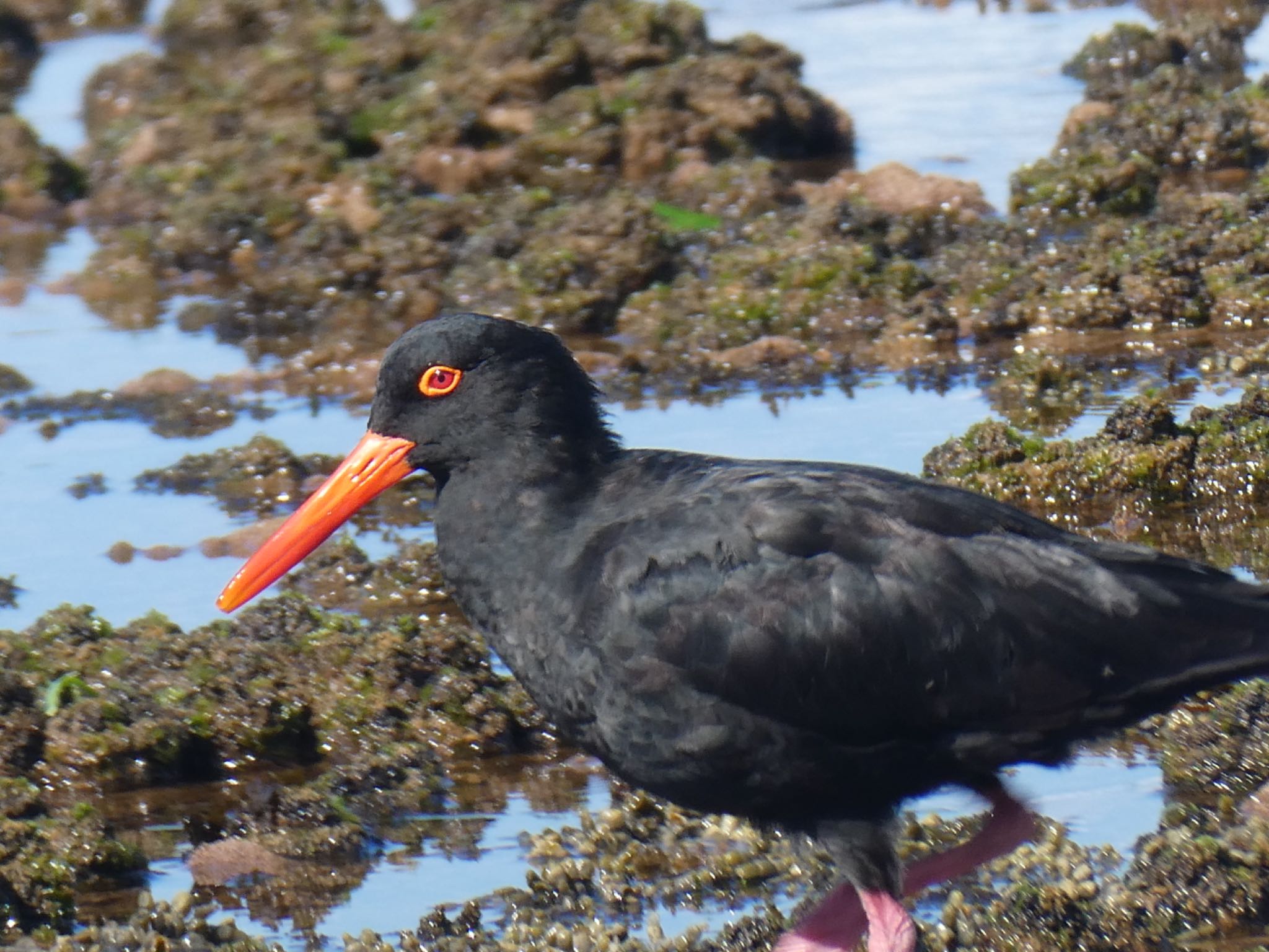 Photo of Sooty Oystercatcher at Long Reef(Australia, NSW) by Maki