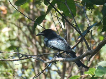 テリオウチュウ Central Coast Wetlands, Tuggerah, NSW, Australia 2021年4月4日(日)