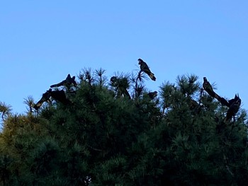 Yellow-tailed Black Cockatoo Centennial Park (Sydney) Sat, 4/3/2021