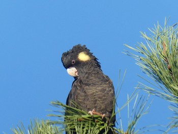 Yellow-tailed Black Cockatoo Centennial Park (Sydney) Sat, 4/3/2021