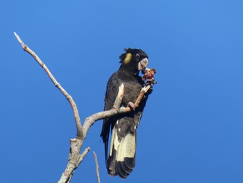 Yellow-tailed Black Cockatoo Centennial Park (Sydney) Sat, 4/3/2021