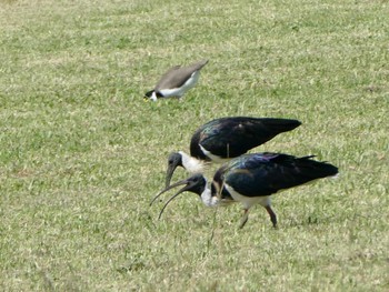 ムギワラトキ Central Coast Wetlands, Tuggerah, NSW, Australia 2021年4月4日(日)