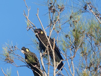 Yellow-tailed Black Cockatoo Centennial Park (Sydney) Sat, 4/3/2021