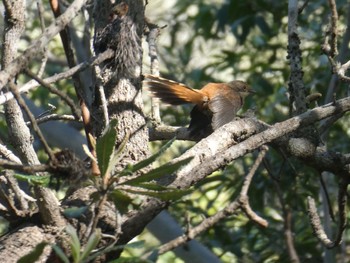 オウギビタキ Lime Klin Wetlands, Lugarno, Australia 2021年4月2日(金)