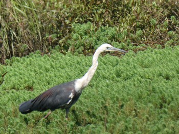 シロガシラサギ Central Coast Wetlands, Tuggerah, NSW, Australia 2021年4月4日(日)