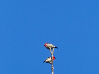 クレナイミツスイ Dundundra Falls Reserve, Terrey  Hills, NSW, Australia 2021年4月1日(木)