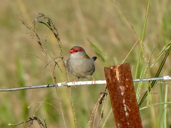 Red-browed Finch Dundundra Falls Reserve, Terrey  Hills, NSW, Australia Thu, 4/1/2021