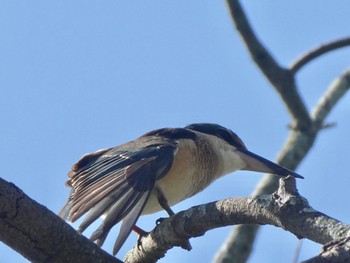 Sacred Kingfisher Gough Witlam Park, Earlwood, NSW, Auatralia Sun, 3/28/2021