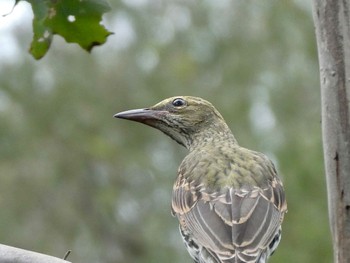 Olive-backed Oriole Narragingy Reserve, Doonside, NSW, Australia Wed, 3/31/2021