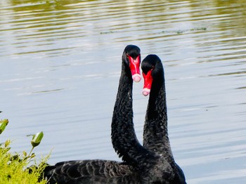 Black Swan Bird Hide, Sydney Olympic Park, NSW, Australia Sun, 3/7/2021