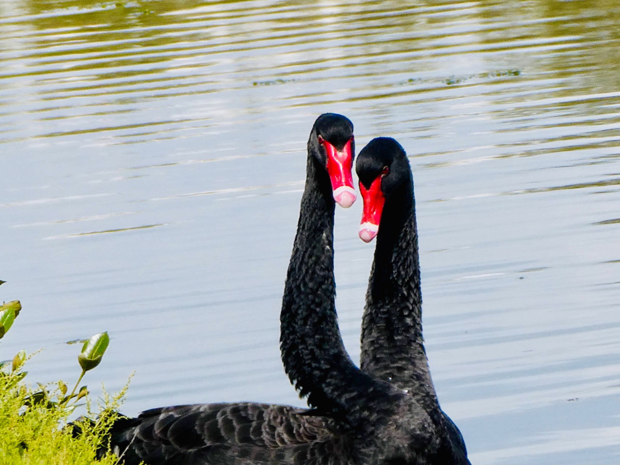 Photo of Black Swan at Bird Hide, Sydney Olympic Park, NSW, Australia by Maki