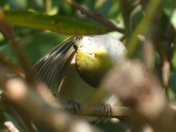 Silvereye Dundundra Falls Reserve, Terrey  Hills, NSW, Australia Thu, 4/1/2021