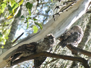 オーストラリアガマグチヨタカ Narragingy Reserve, Doonside, NSW, Australia 2021年3月31日(水)