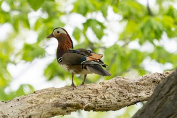 Mandarin Duck 北海道 Fri, 5/13/2022