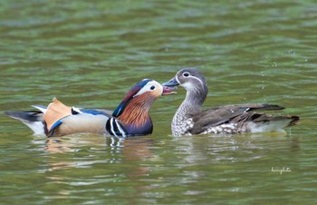 Mandarin Duck 北海道 Mon, 5/16/2022