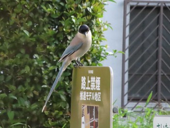 オナガ 氷川参道 2022年5月25日(水)