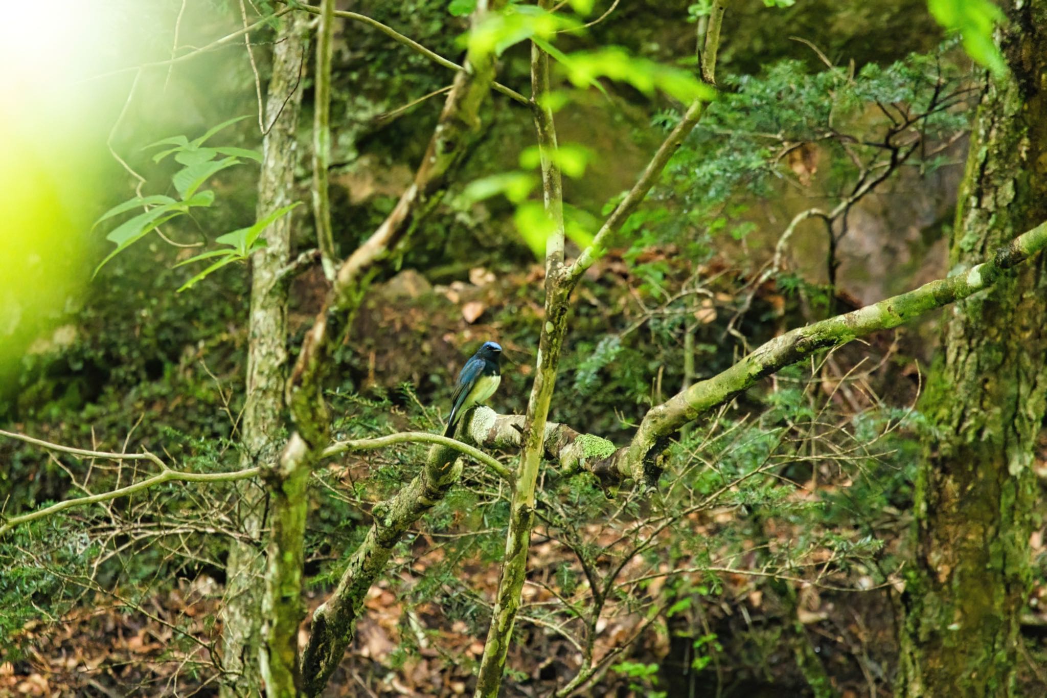 Blue-and-white Flycatcher