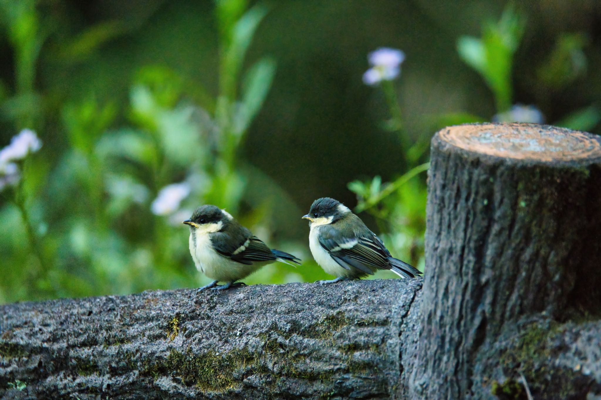 Photo of Japanese Tit at 埼玉県秩父市 by naturedrop