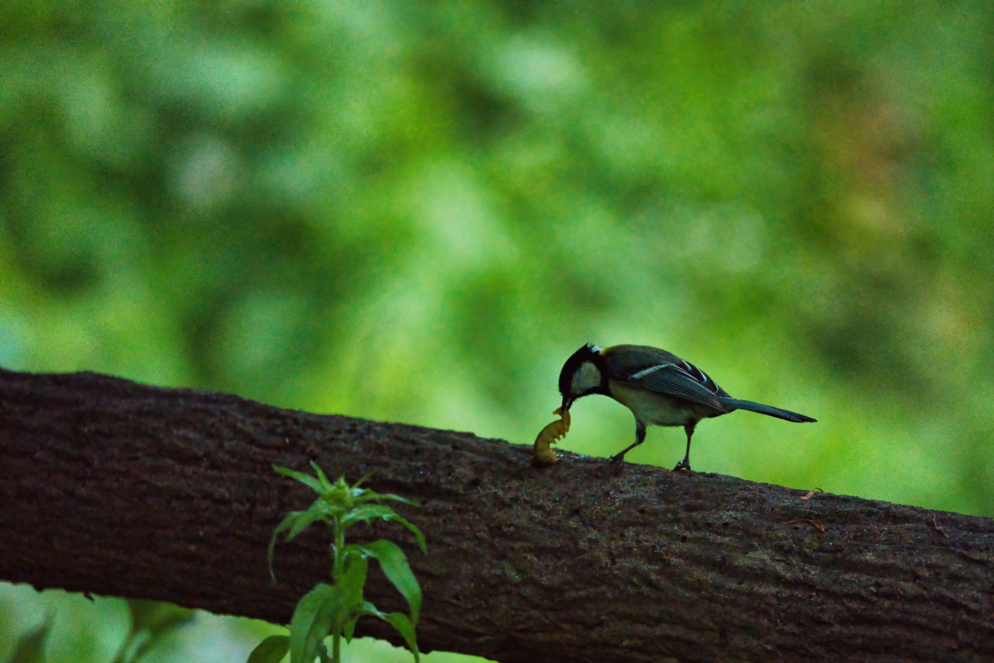 Photo of Japanese Tit at 埼玉県秩父市 by naturedrop