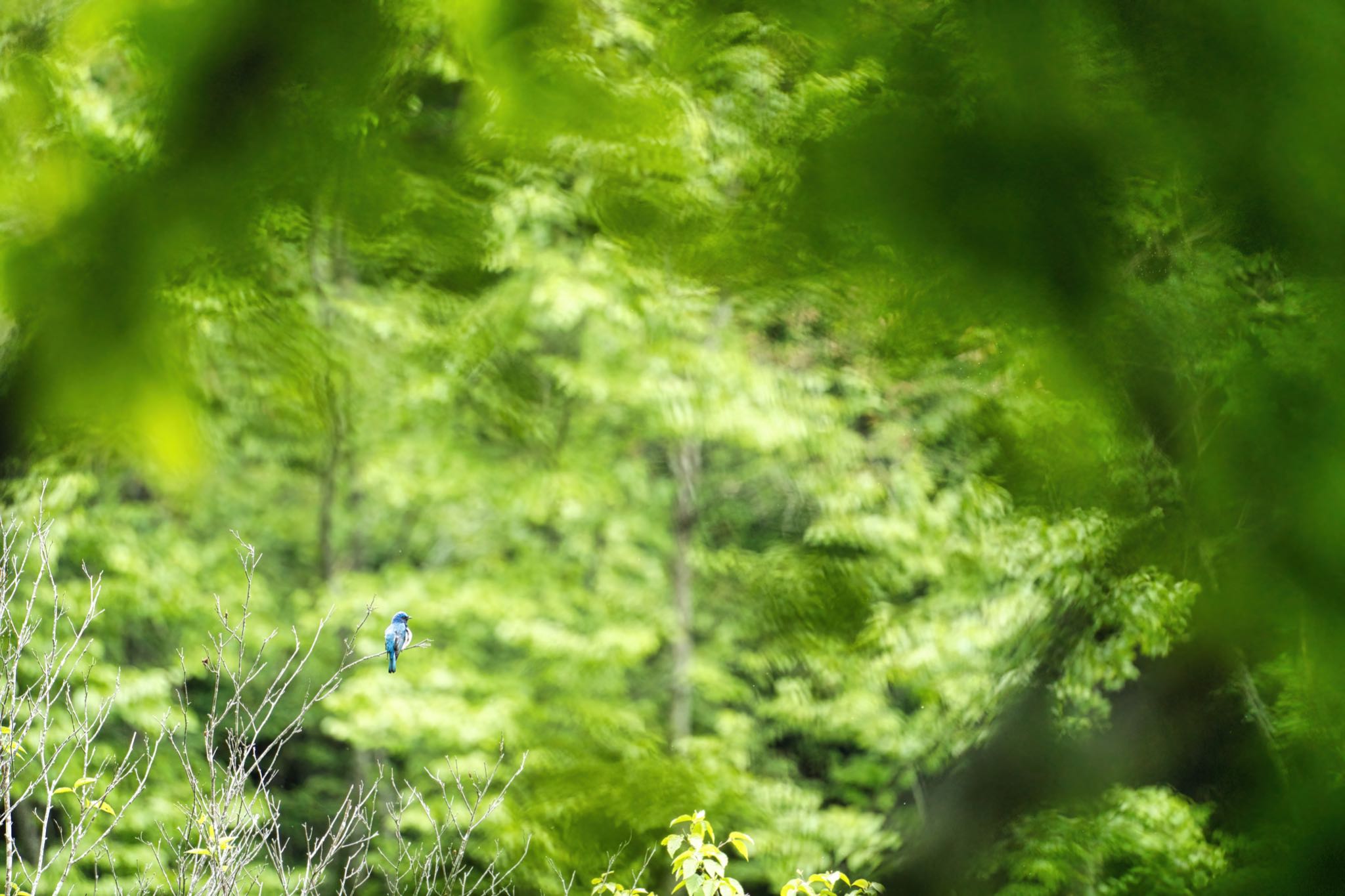 埼玉県秩父市 オオルリの写真 by naturedrop