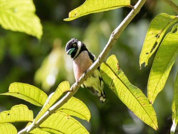 Black-and-yellow Broadbill コタキナバル Sat, 9/8/2018