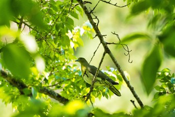 2022年5月23日(月) 埼玉県秩父市の野鳥観察記録