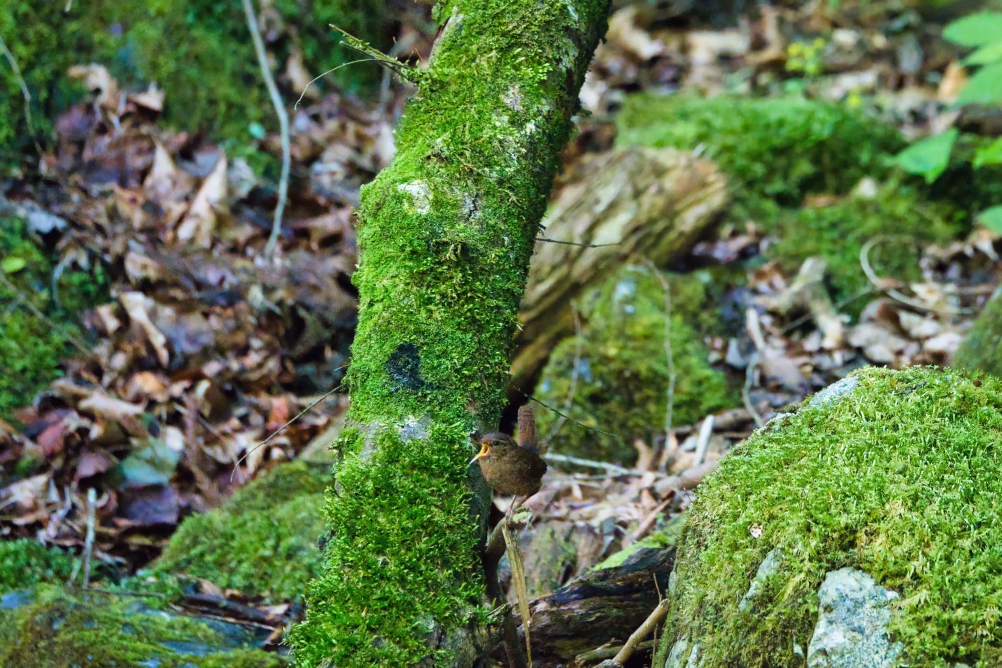 埼玉県秩父市 ミソサザイの写真 by naturedrop