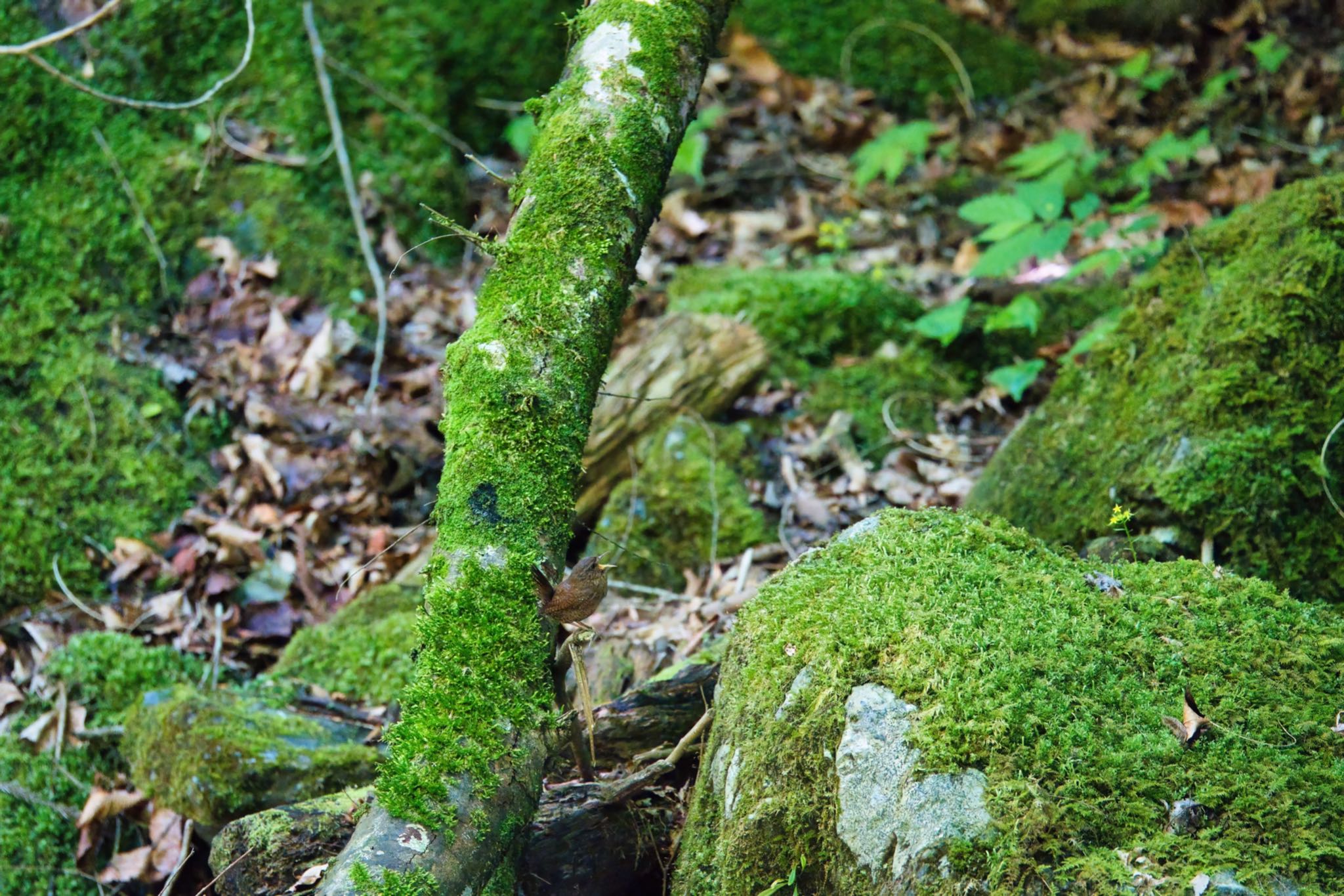 埼玉県秩父市 ミソサザイの写真 by naturedrop