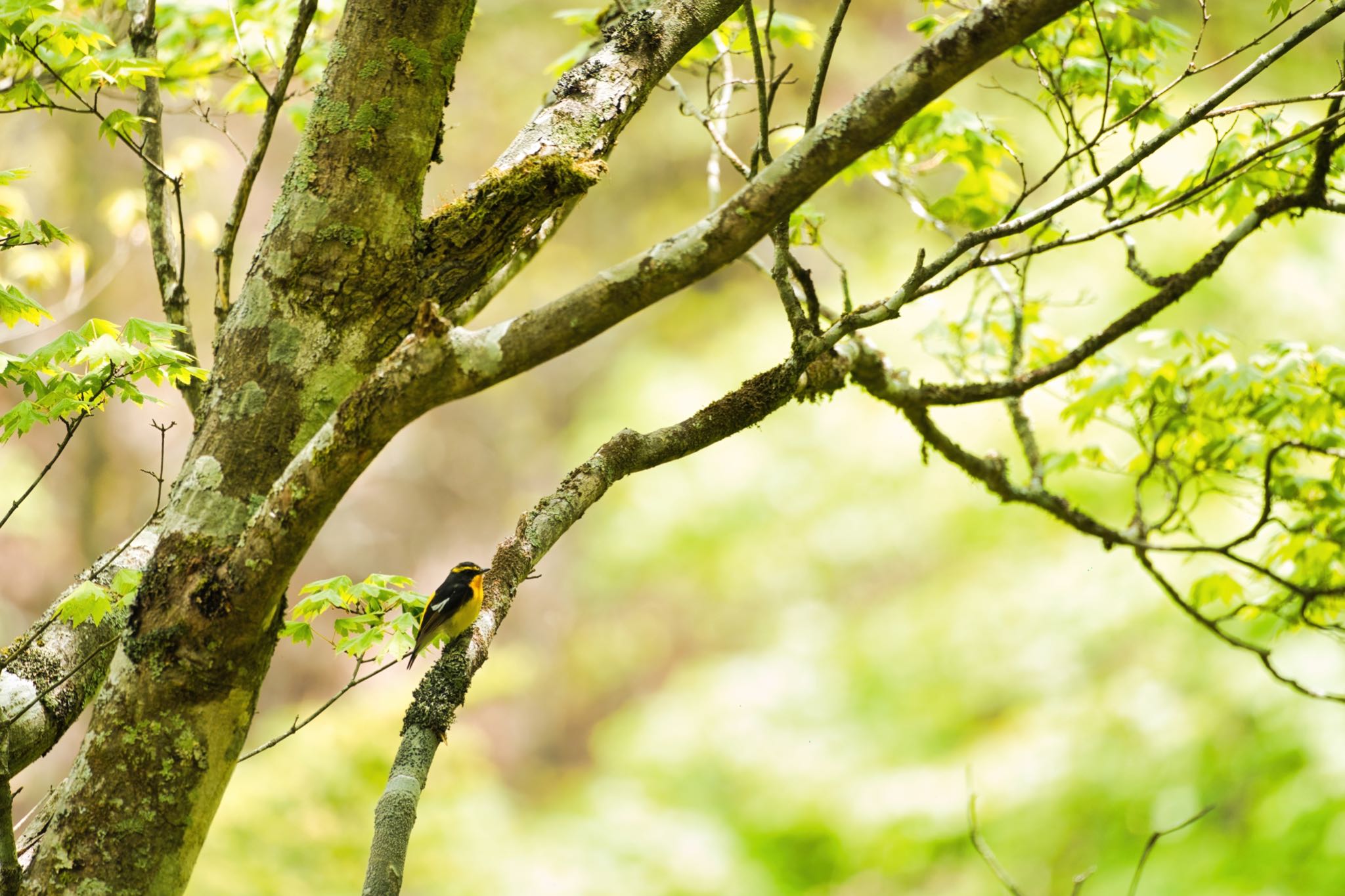 柳沢峠 キビタキの写真 by naturedrop