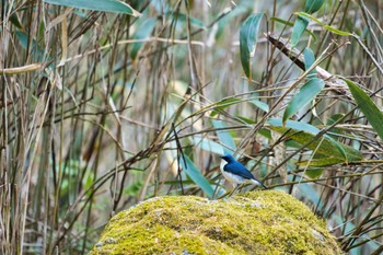 2022年5月24日(火) 柳沢峠の野鳥観察記録