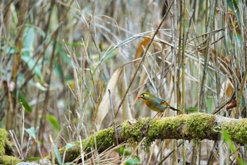 ソウシチョウ 柳沢峠 2022年5月24日(火)