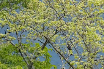 2022年5月24日(火) 伊吹山の野鳥観察記録