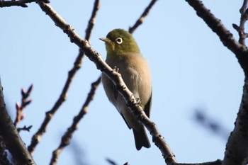 メジロ 三ツ池公園(横浜市鶴見区) 2017年12月19日(火)