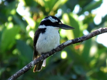 Sombre Kingfisher