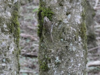 2022年5月8日(日) 西臼塚の野鳥観察記録