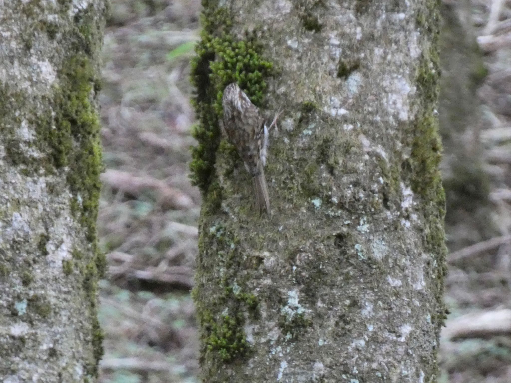 Eurasian Treecreeper