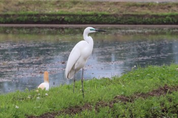 ダイサギ 浮島ヶ原自然公園 2022年5月21日(土)