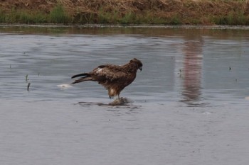 Black Kite 浮島ヶ原自然公園 Sat, 5/21/2022