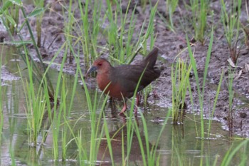 Ruddy-breasted Crake 浮島ヶ原自然公園 Sat, 5/21/2022