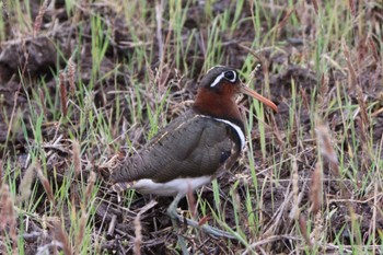 Greater Painted-snipe 浮島ヶ原自然公園 Sat, 5/21/2022