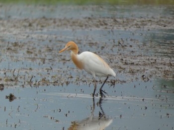 アマサギ 浮島ヶ原自然公園 2022年5月21日(土)