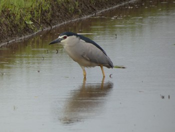 Black-crowned Night Heron 浮島ヶ原自然公園 Sat, 5/21/2022