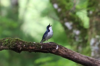 Siberian Blue Robin 富士山2合目下 Sun, 5/22/2022