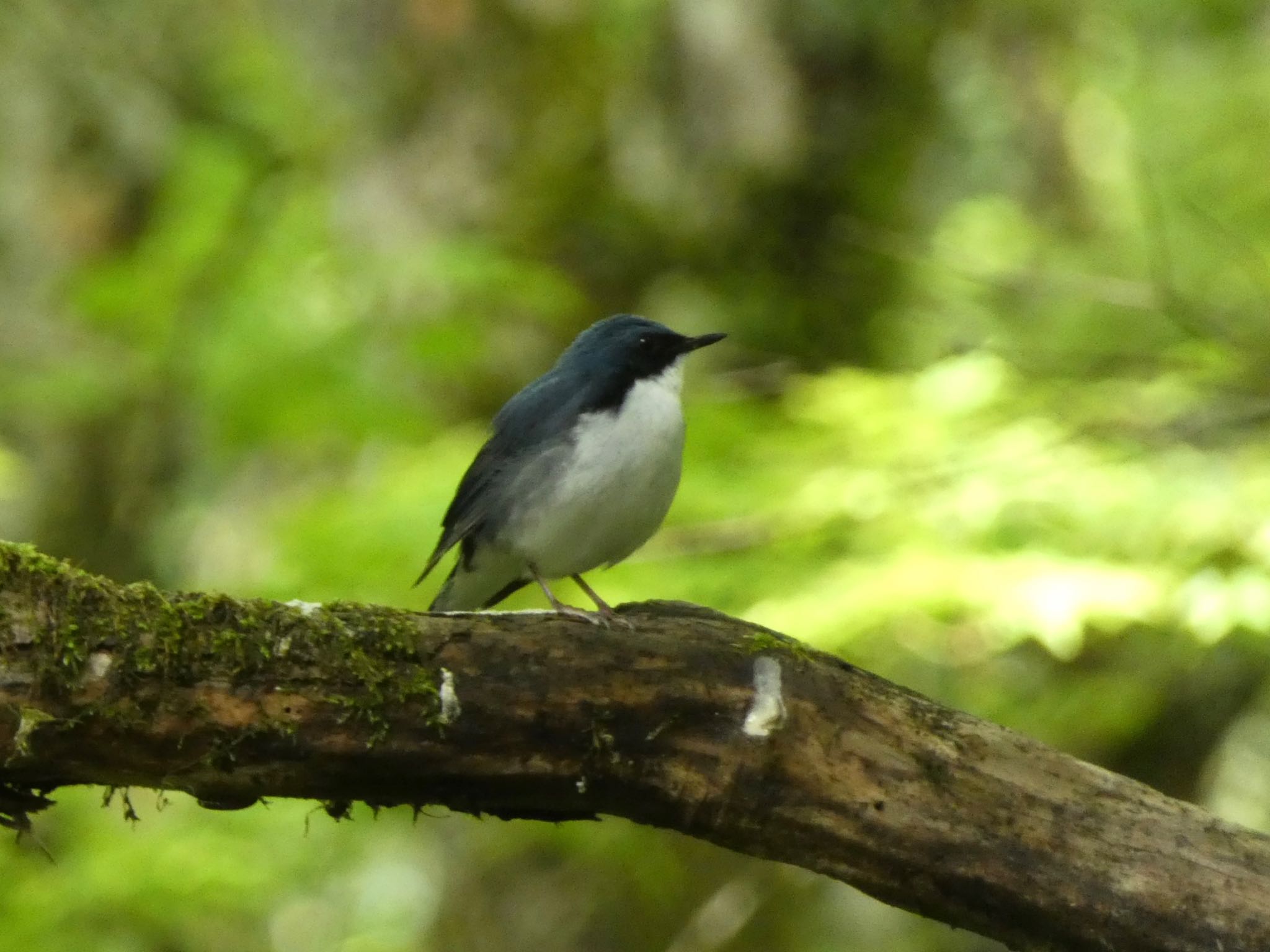 Siberian Blue Robin