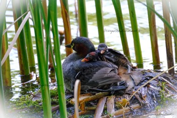 カイツブリ 井の頭公園 2022年5月24日(火)