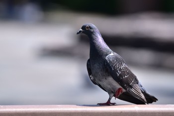 カワラバト 蓮華寺池公園 2022年5月22日(日)