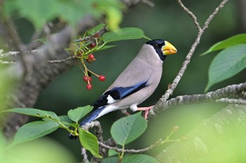 Japanese Grosbeak 菜の花台 Wed, 5/25/2022