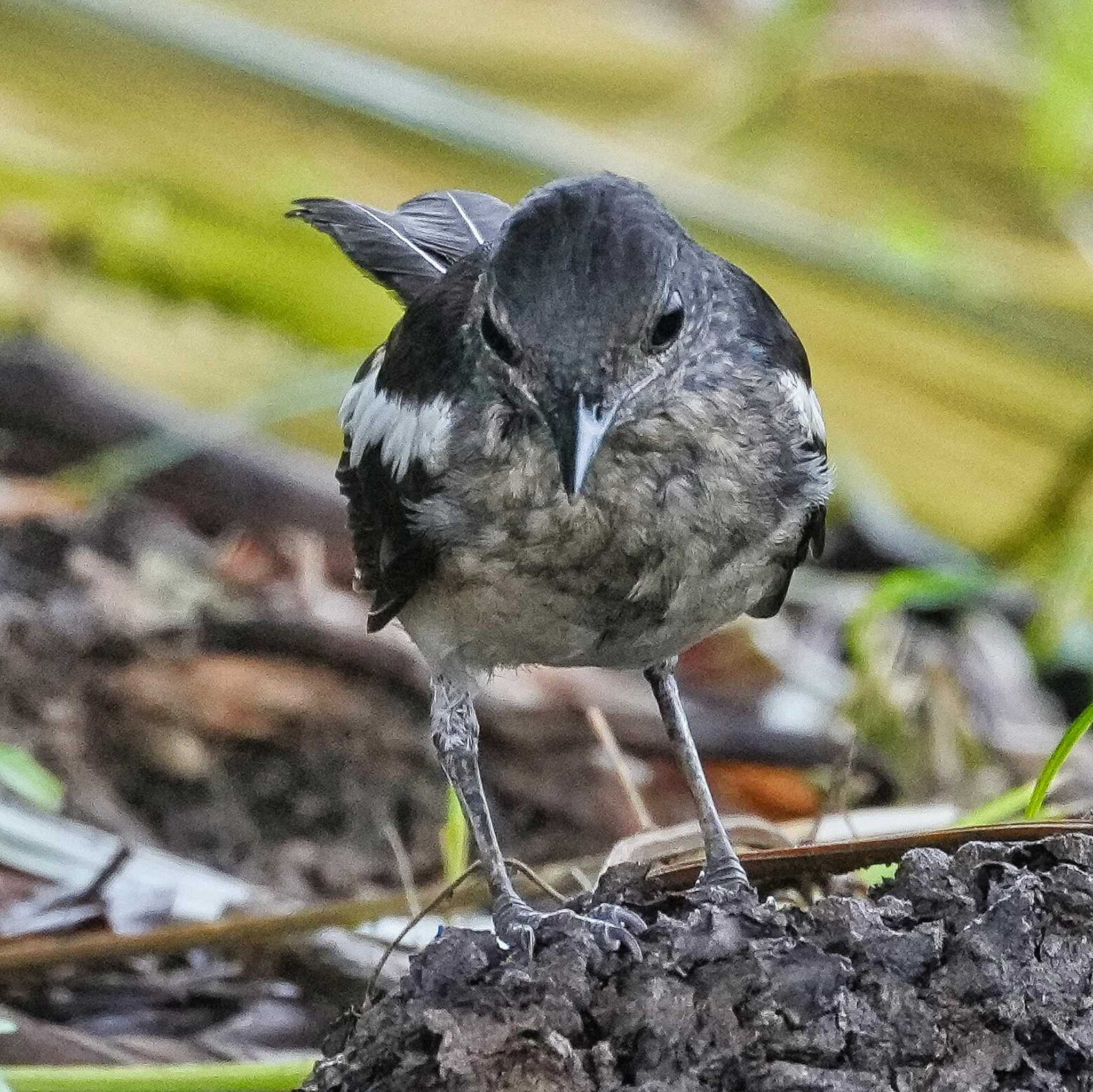 シキチョウ