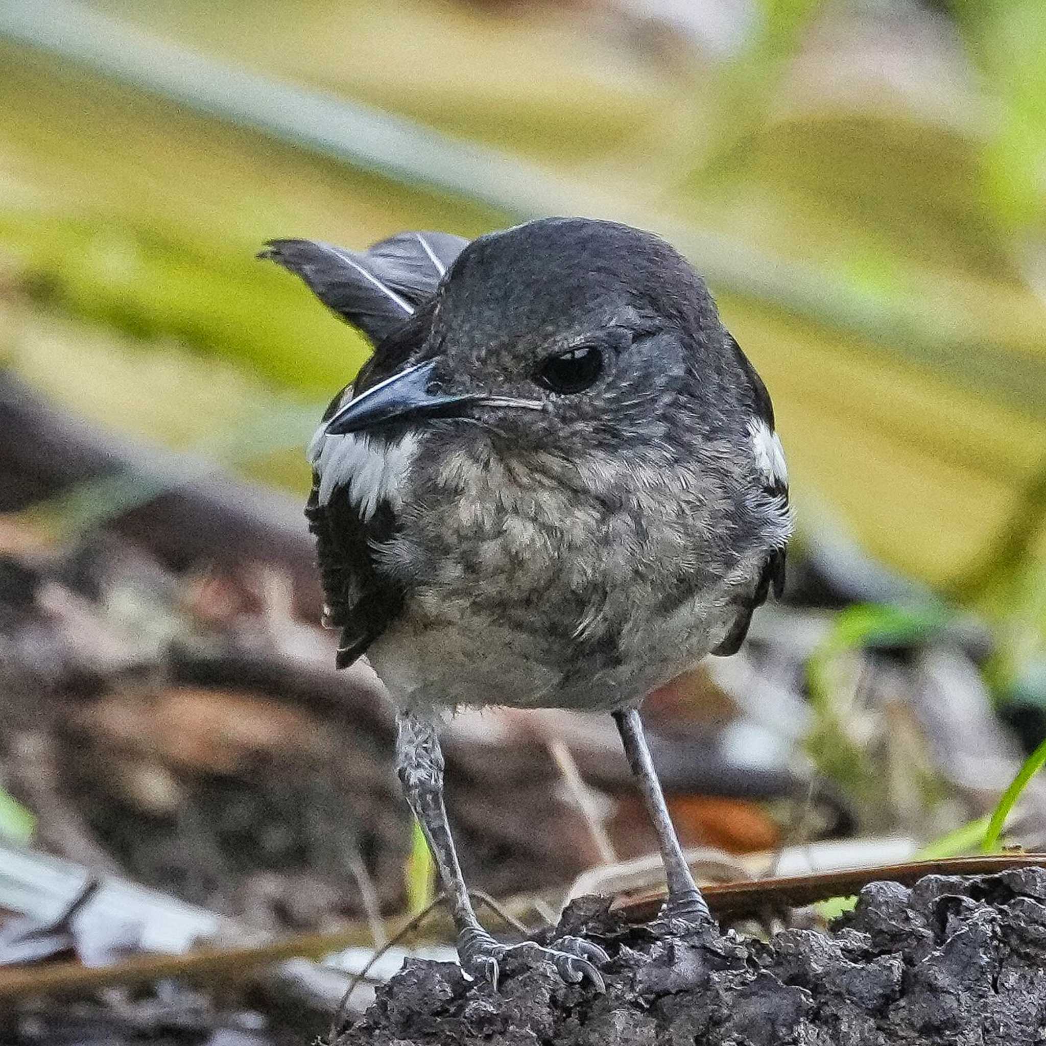 シキチョウ